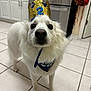 Bubba And Titus joined the competition — help win amazing prizes! dog, white_dog, crown, birthday_crown, bandana, kitchen, tile_floor, stove, cabinets, nose, eyes, fur, whiskers, pet, portrait, indoor, standing, closeup, celebration, cute
