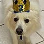 dog, white_dog, crown, birthday_crown, number_two, fur, eyes, nose, paws, tile_floor, indoor, closeup, portrait, pet, accessory, celebration, cute, looking_up, collar, fluffy