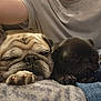 pug, dog, sleeping, puppy, pet, animal, closeup, face, paw, cozy, blanket, rest, cute, companion, fur, indoors, relaxing, friendship, snuggle, comfort