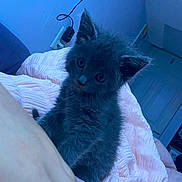 Berlioz joined the competition — help win amazing prizes! kitten, cat, pet, gray_fur, fur, ears, wide_eyes, bed, blanket, bedding, indoor, wall, outlet, charger_cable, human_hand, fingernail, purple_nail, blue_tint, cozy, portrait