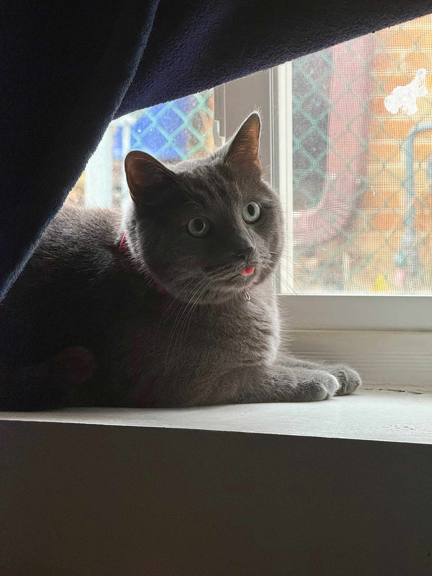 Berlioz joined the competition — help win amazing prizes! cat, gray_cat, windowsill, curtain, tongue_out, feline, pet, indoor, window, mesh_screen, brick_wall, whiskers, paws, collar, portrait, cozy, soft_light, looking_up, relaxed, domestic