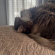 Daisy is registered to the contest to win money with this photo: cat, sleeping_cat, curled_up, bed, quilt, window, curtain, indoor, fur, ear, tail, nap, cozy, pet, domestic_animal, soft_light, textured_bedspread, close_up, peaceful, whiskers