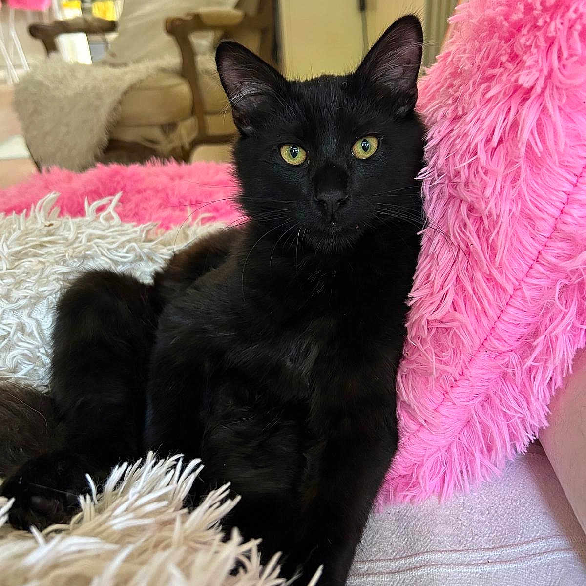 Stitch a rejoint le concours — aidez-le/la à gagner de superbes lots ! black_cat, cat, pet, feline, yellow_eyes, fluffy_blanket, pink_pillow, cozy, indoor, furniture, armchair, home, relaxing, resting, curious, soft_texture, domestic, animal, cute, portrait