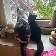 Stitch a rejoint le concours — aidez-le/la à gagner de superbes lots ! cat, window, indoor, black_cat, white_cat, pets, tail, feline, urban, rainy_weather, curtain, lamp, knitted_hat, cityscape, greenery, building, furniture, cozy, sitting, back_view