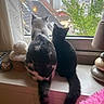 cat, window, indoor, black_cat, white_cat, pets, tail, feline, urban, rainy_weather, curtain, lamp, knitted_hat, cityscape, greenery, building, furniture, cozy, sitting, back_view