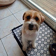 Amaya a rejoint le concours — aidez-le/la à gagner de superbes lots ! animal, brown, companion, curious, cute, dog, dog_bed, domestic, floor, fur, glass_door, indoor, looking_up, mat, pet, small_dog, tiled_floor, waiting, white, window