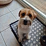 animal, brown, companion, curious, cute, dog, dog_bed, domestic, floor, fur, glass_door, indoor, looking_up, mat, pet, small_dog, tiled_floor, waiting, white, window