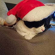 Kiss participe au concours pour gagner de l'argent avec cette photo : animal, baby, blanket, cat, clothing, couch, cushion, furniture, hat, hoodie, indoors, kitten, knitwear, manx, person, pet, plush, sweater, sweatshirt, toy