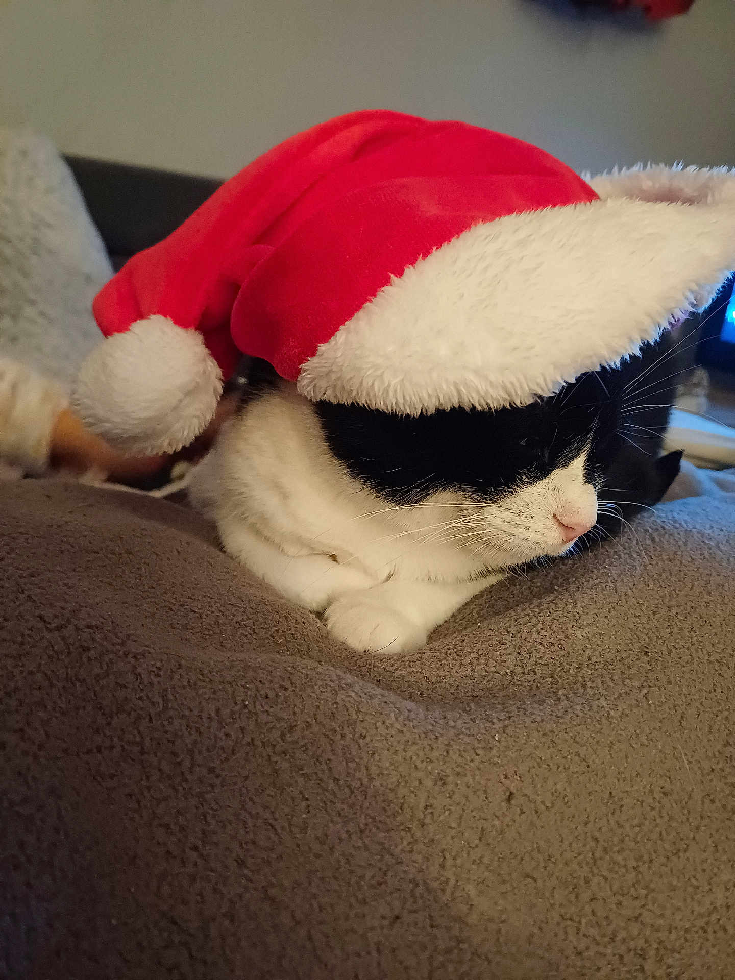 Kiss participe au concours pour gagner de l'argent avec cette photo : animal, baby, blanket, cat, clothing, couch, cushion, furniture, hat, hoodie, indoors, kitten, knitwear, manx, person, pet, plush, sweater, sweatshirt, toy