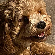 Tedy is registered to the contest to win money with this photo: dog, curly_fur, close_up, pet, canine, happy, mouth_open, drool, floor, wooden_floor, indoor, animal, fur_texture, resting, brown, cute, companion, friendly, domestic_animal, portrait