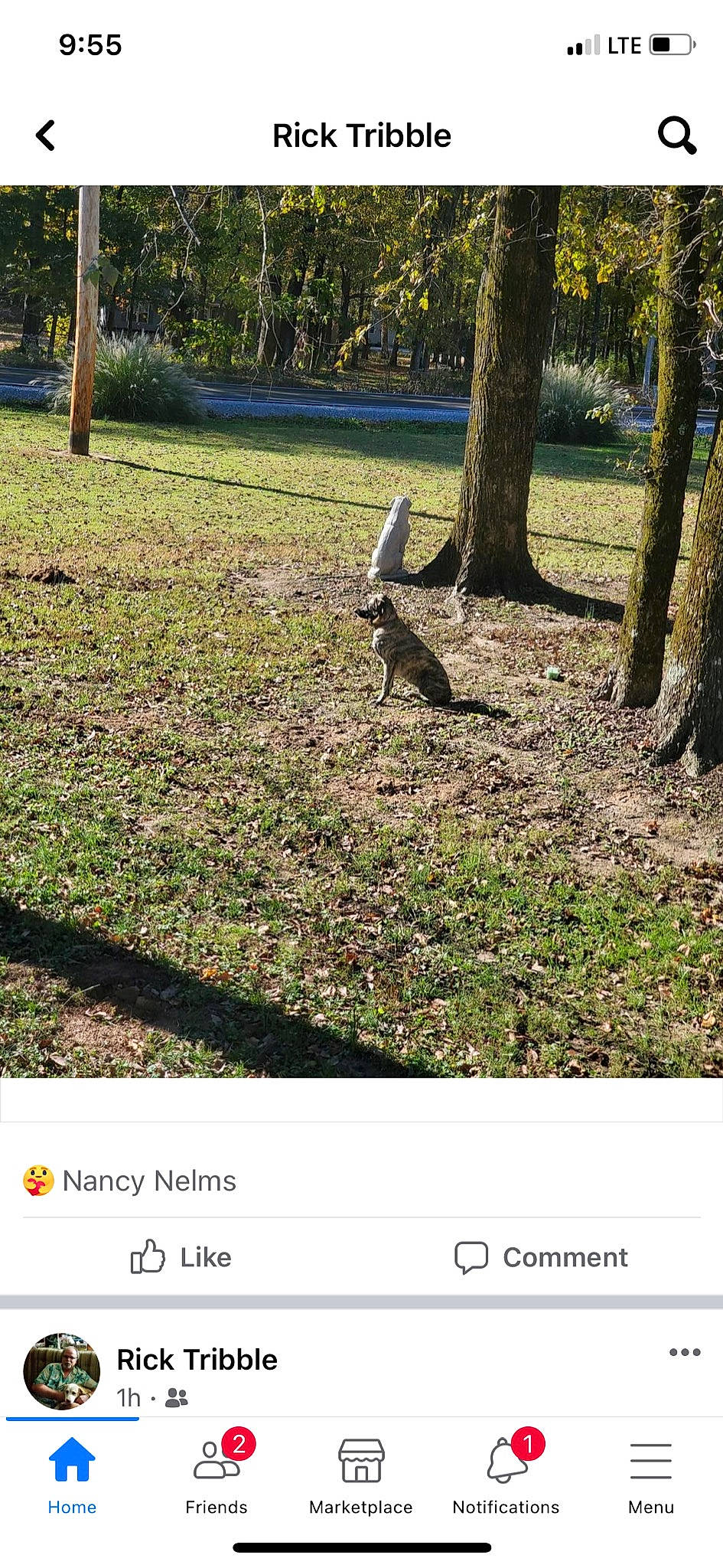 Marley joined the competition — help win amazing prizes! adaptation, branch, font, grass, grassland, groundcover, landscape, lawn, natural_landscape, nature, pasture, people_in_nature, photo_caption, plant, soil, tail, terrestrial_animal, tree, trunk, vertebrate