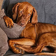 Junior a rejoint le concours — aidez-le/la à gagner de superbes lots ! dog, brown_dog, couch, pillow, indoor, pet, resting, relaxed, canine, fur, animal, home, comfort, laying_down, close_up, texture, sleepy, mammal, ears, paw