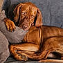 dog, brown_dog, couch, pillow, indoor, pet, resting, relaxed, canine, fur, animal, home, comfort, laying_down, close_up, texture, sleepy, mammal, ears, paw