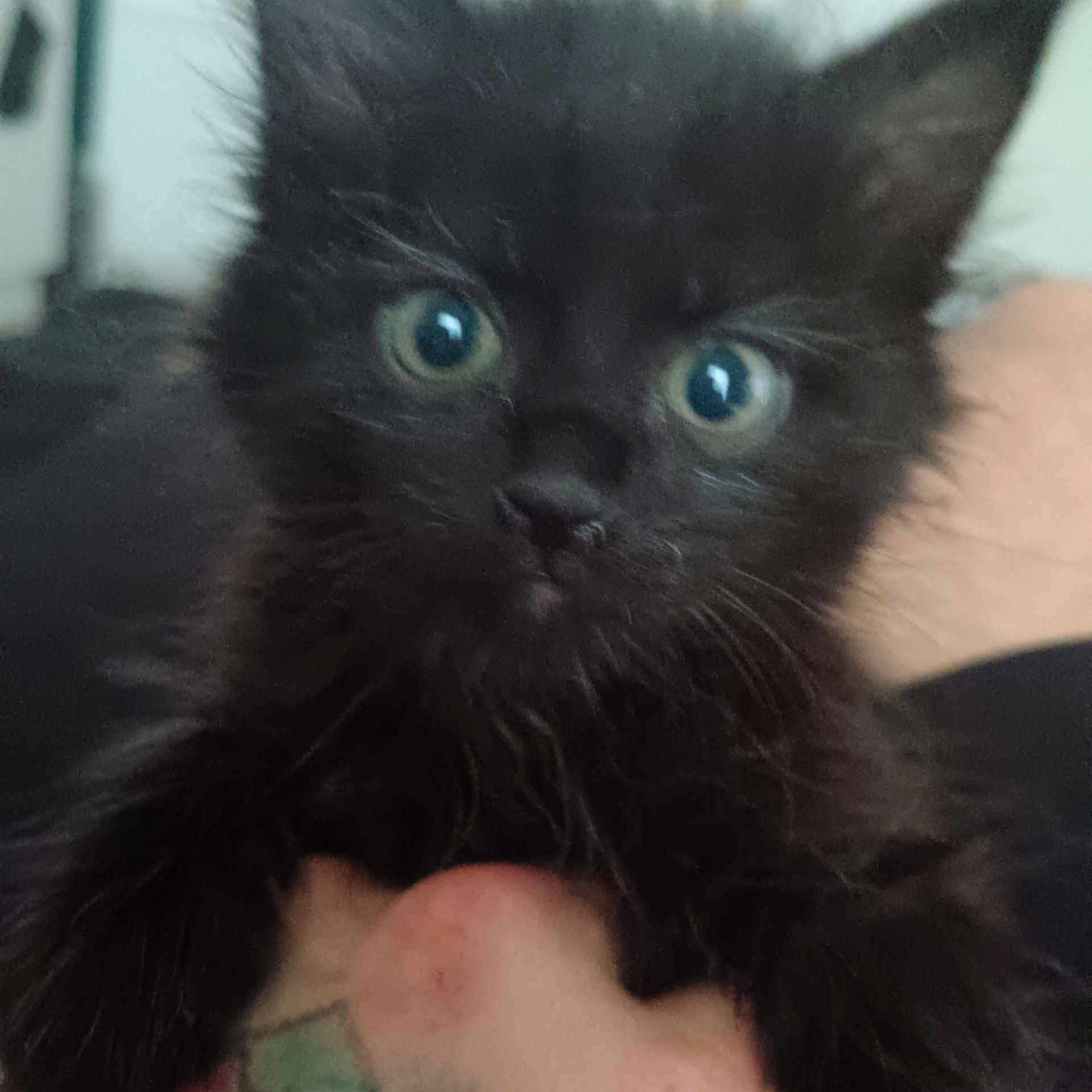 Shadow Bibou a rejoint le concours — aidez-le/la à gagner de superbes lots ! adorable, animal, black_kitten, cat, close_up, cute, domestic, eyes, face, feline, fluffy, fur, hand, indoor, mammal, nose, pet, portrait, whiskers, young