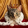 cat, tabby, crown, royal_cloak, red_velvet, fur_trim, gold_jewels, curtains, gold_background, pet, animal, portrait, indoor, feline, majestic, costume, luxury, regal, closeup, domestic_cat
