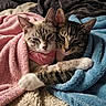 animal, blanket, blue_blanket, cat, cats, close_up, comfort, cozy, cute, fur, indoor, paw, pets, pink_blanket, resting, sleepy, snuggling, striped, tabby, warm