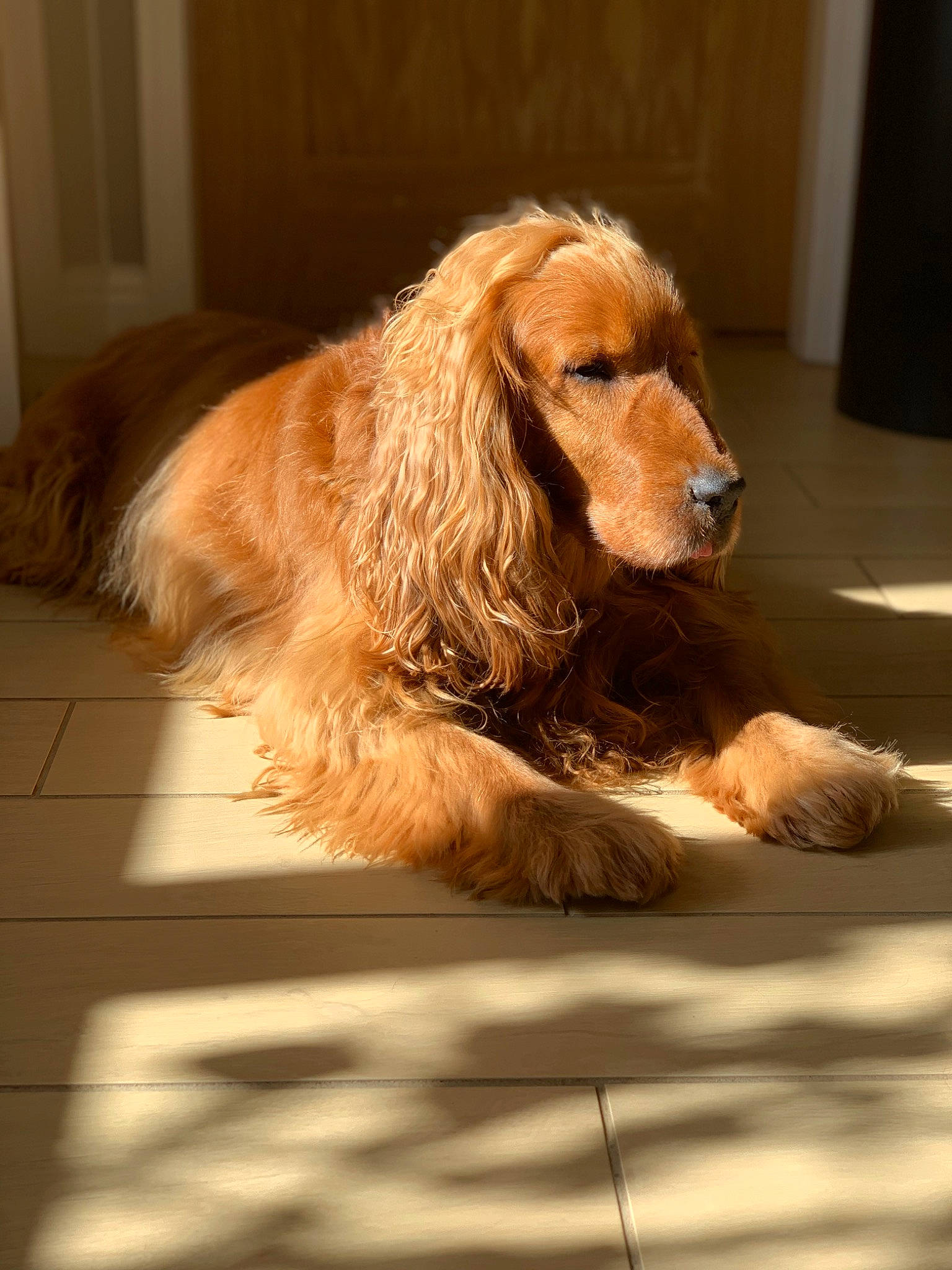 Jackson is registered to the contest to win money with this photo: canidae, carnivore, companion_dog, dog, dog_breed, dog_supply, door, flooring, fur, gun_dog, hound, liver, paw, snout, spaniel, sporting_group, working_animal