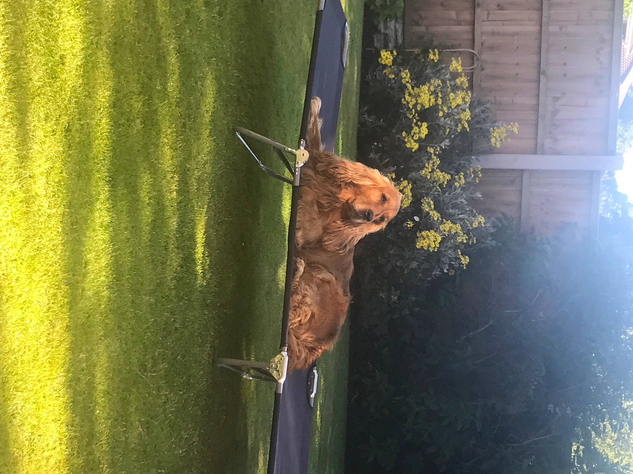 Jackson joined the competition — help win amazing prizes! art, bird_supply, flower, glass, grass, metal, natural_material, plant, plant_stem, reflection, rust, shadow, still_life_photography, tail, tints_and_shades, trunk, twig, visual_arts, wildlife, wood