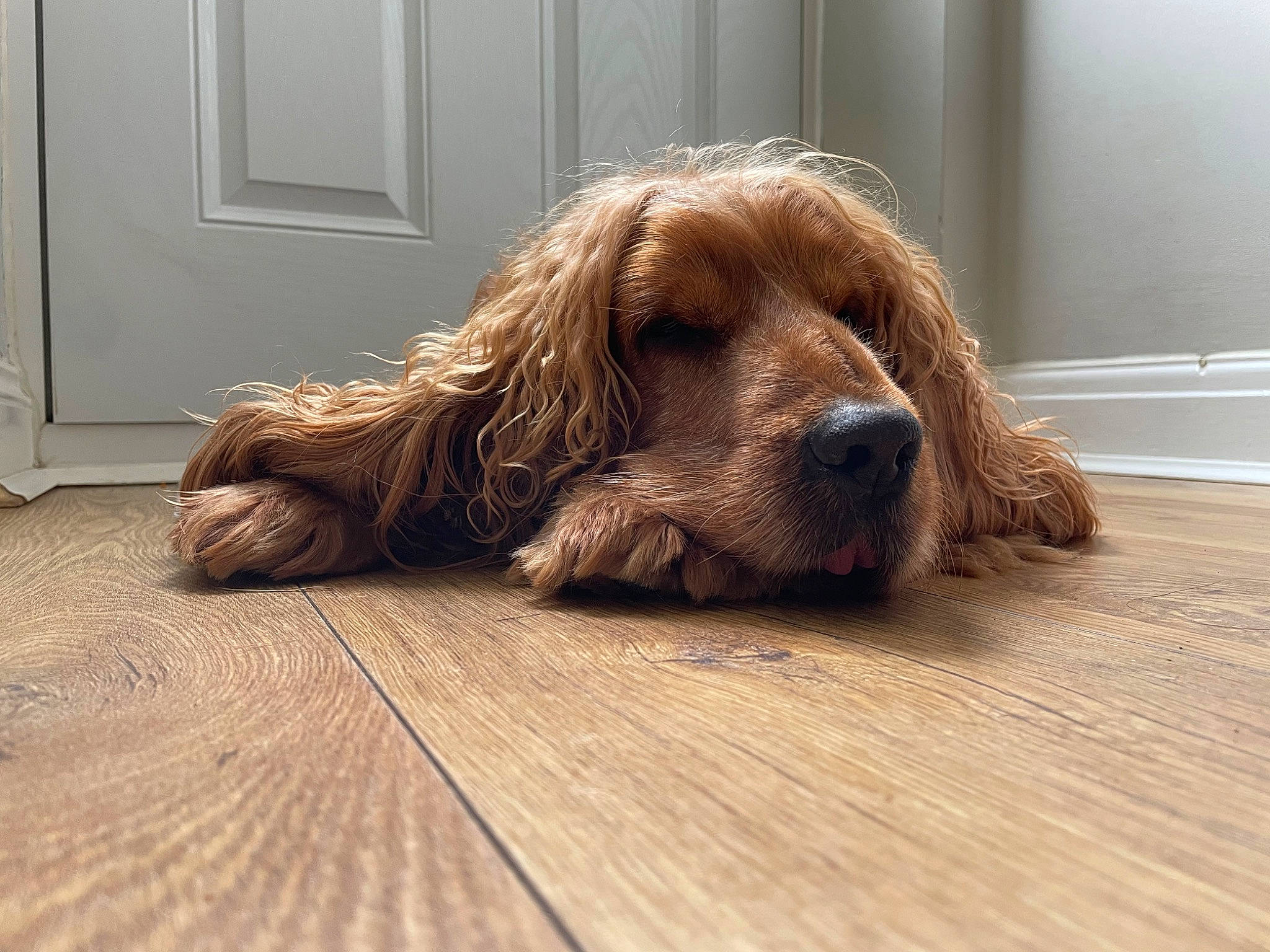 Jackson is registered to the contest to win money with this photo: canidae, carnivore, comfort, companion_dog, dog, dog_breed, door, fawn, floor, flooring, fur, hardwood, laminate_flooring, liver, pet_supply, snout, spaniel, varnish, wood, wood_stain