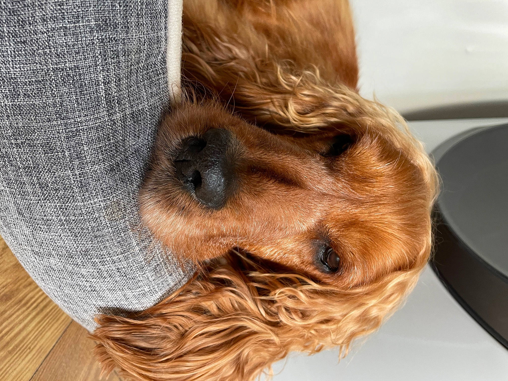 Jackson joined the competition — help win amazing prizes! canidae, carnivore, comfort, companion_dog, dog, dog_breed, dog_supply, fawn, fur, hat, liver, pattern, pet_supply, selfie, snout, sporting_group, terrier, toy_dog, wood, working_animal