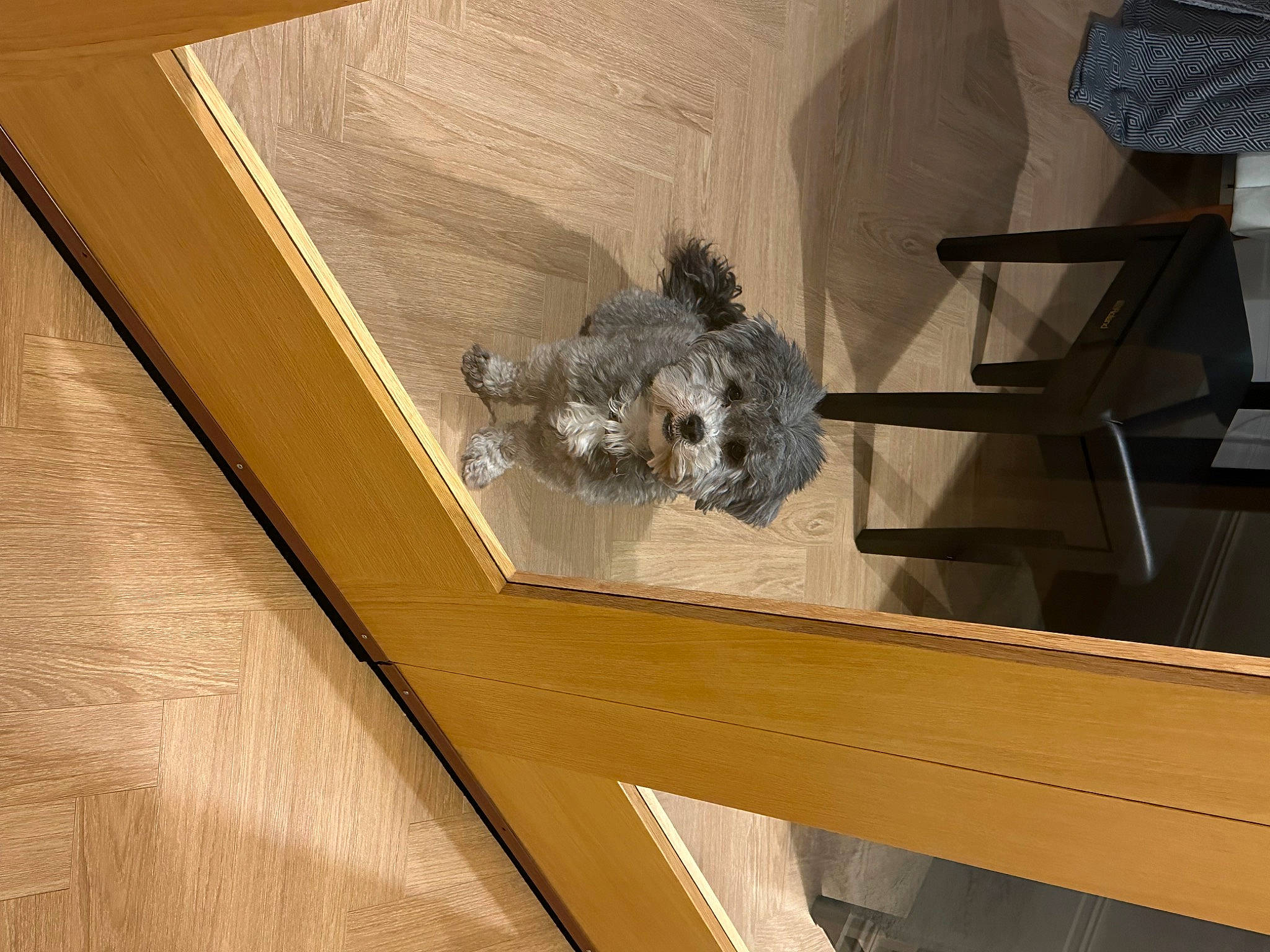 Max is registered to the contest to win money with this photo: canidae, carnivore, chair, dog, dog_breed, felidae, flooring, fur, hardwood, house, poodle, room, shelf, small_to_medium_sized_cats, sporting_group, tail, toy_dog, wildlife, window, wood