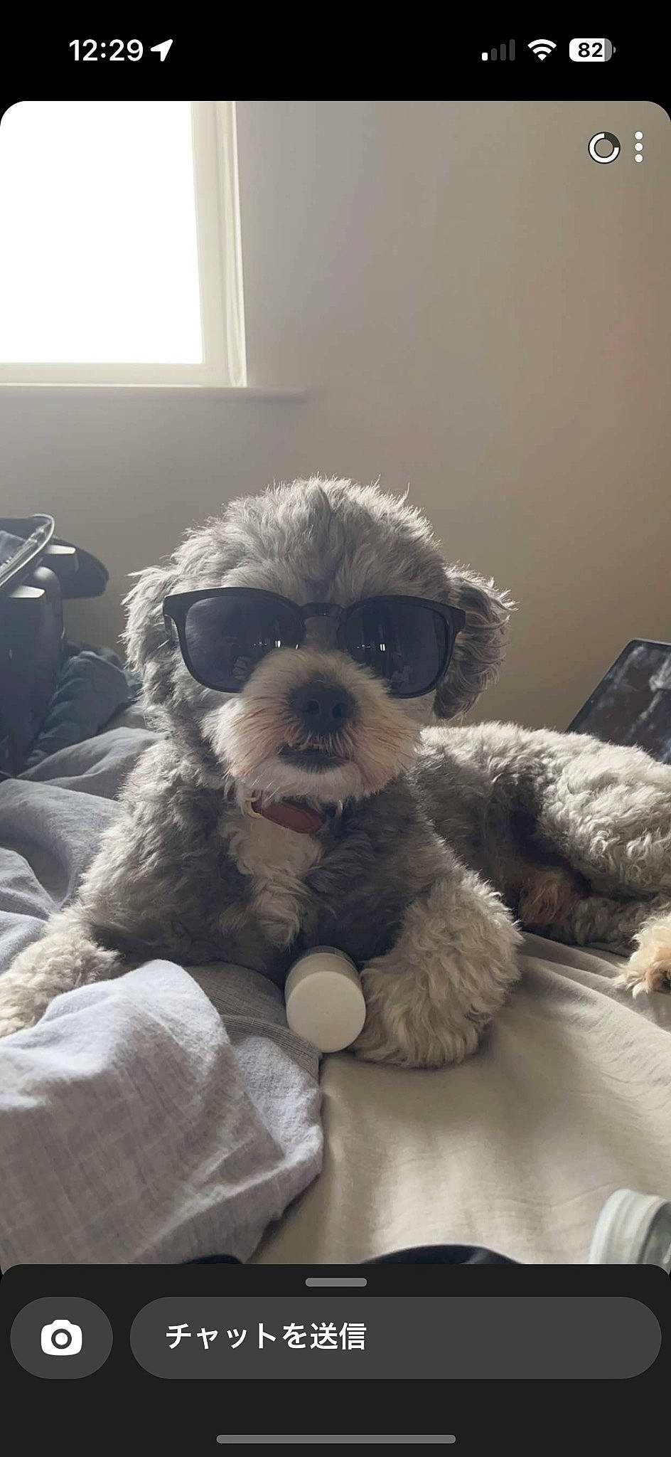 Max is registered to the contest to win money with this photo: canidae, carnivore, comfort, companion_dog, dog, dog_breed, eyewear, fawn, fur, glasses, head, linens, snout, sporting_group, toy, toy_dog, vision_care, whiskers, window, working_animal