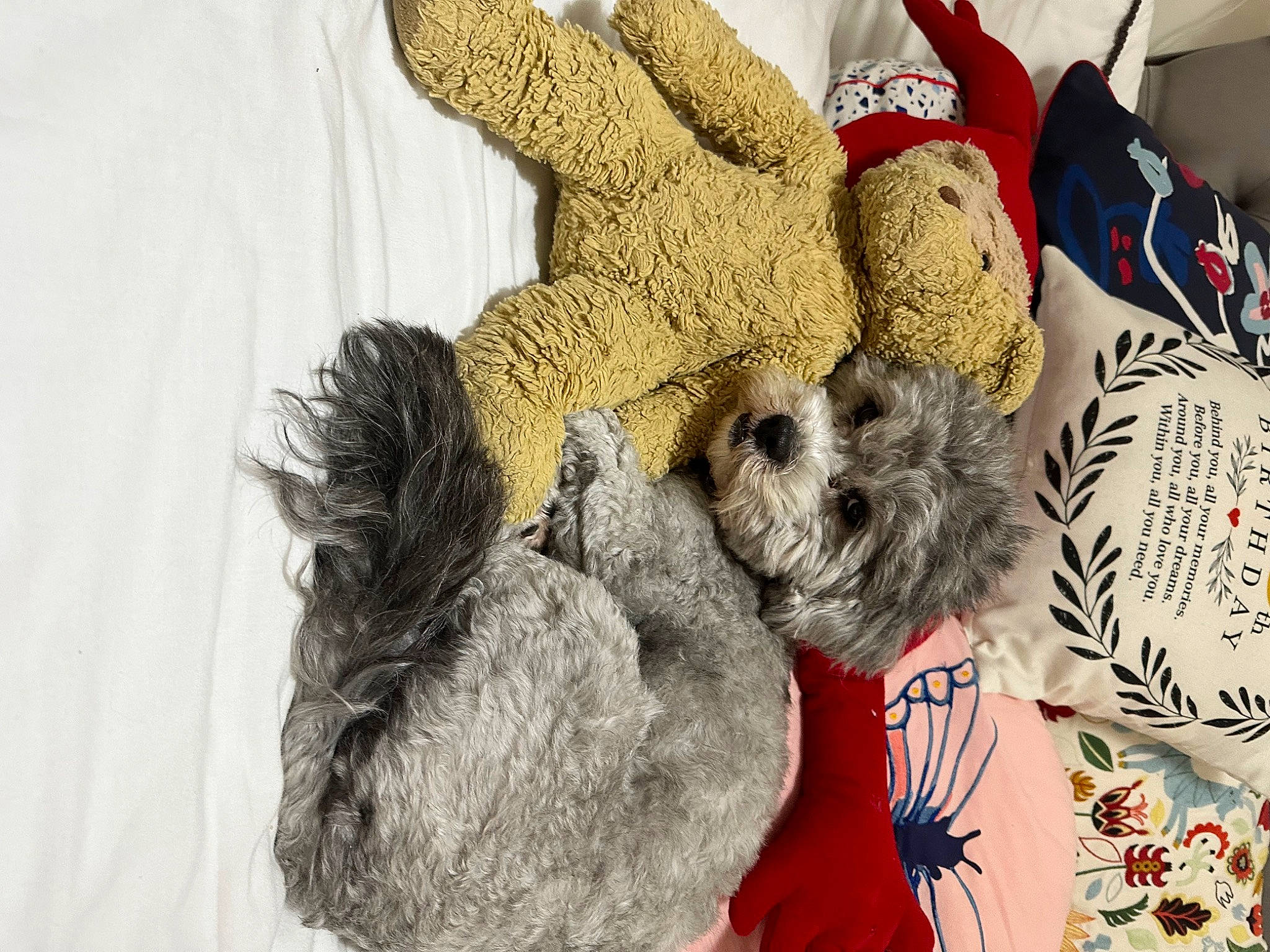 Max joined the competition — help win amazing prizes! art, canidae, carmine, comfort, companion_dog, craft, dog_toy, fawn, fur, grey, linens, pattern, paw, plush, stuffed_toy, teddy_bear, thread, toy, wool, woolen