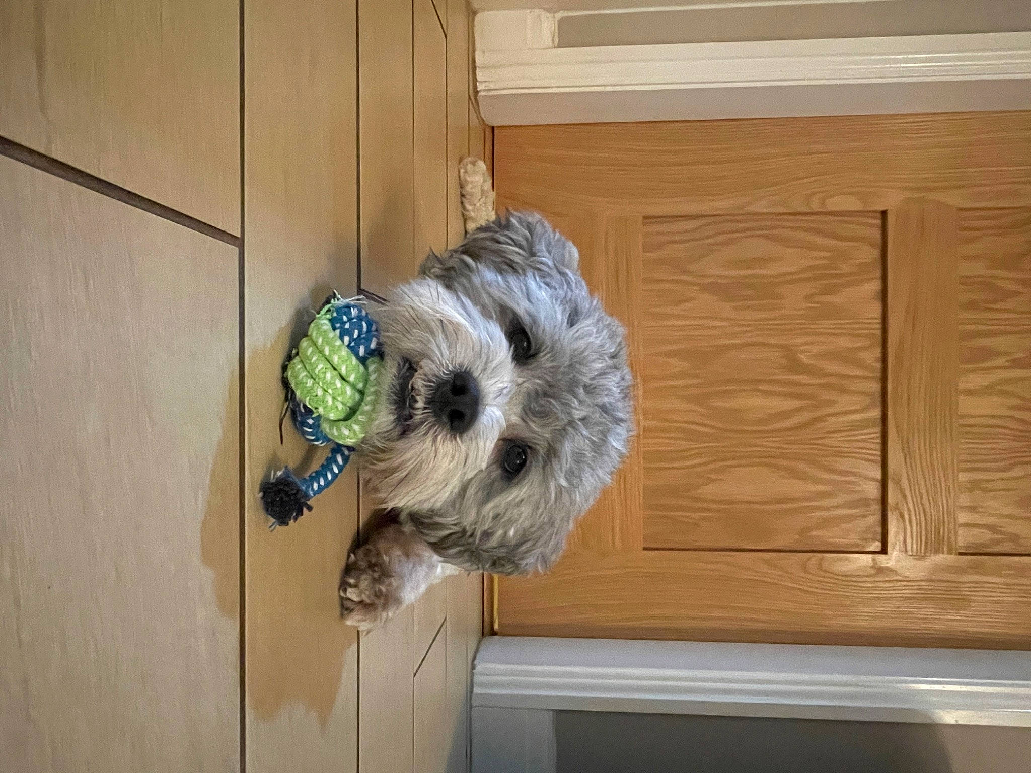 Max joined the competition — help win amazing prizes! canidae, carnivore, companion_dog, dog, dog_breed, dog_collar, dog_supply, fawn, flooring, fur, hardwood, pet_supply, small_terrier, snout, sporting_group, terrier, toy_dog, water_dog, wood, working_animal