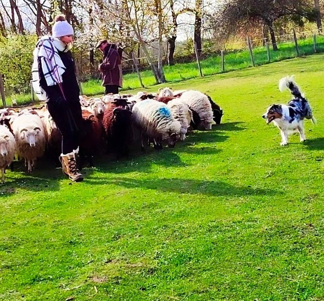 Pharell a rejoint le concours — aidez-le/la à gagner de superbes lots ! bag, canidae, companion_dog, dog_breed, fun, grass, grassland, hat, landscape, lawn, leisure, luggage_and_bags, pasture, people_in_nature, plant, recreation, soil, sporting_group, tree, trunk