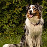 Pharell participe au concours pour gagner de l'argent avec cette photo : animal, australian_shepherd, canine, collar, cute, dog, friendly, fur, grass, greenery, happy, leaf, mammal, nature, outdoor, pet, portrait, sitting, summer, tongue_out