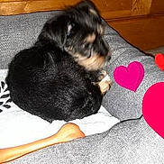 Nina a rejoint le concours — aidez-le/la à gagner de superbes lots ! canidae, carnivore, companion_dog, dog, dog_breed, ear, guard_dog, hovawart, mammal, nap, puppy, puppy_love, rottweiler, sporting_group, tail