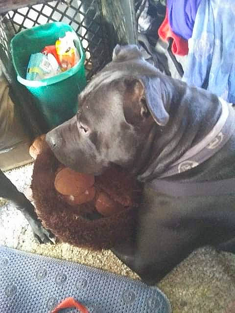 Taz joined the competition — help win amazing prizes! canidae, carnivore, cloud, collar, companion_dog, dog, dog_breed, dog_collar, dog_supply, guard_dog, liver, metal, paw, pet_supply, snout, sporting_group, street_dog, tail, weimaraner, working_animal