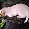 Qweenie is registered to the contest to win money with this photo: dog, sleeping, white_dog, brown_ears, pet, cozy, sweater, fabric, resting, indoor, cute, animal, fur, small_dog, curled_up, relaxation, texture, blanket, comfort, quiet