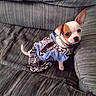 puppy, dog, small_dog, clothing, dress, couch, furniture, pet, cute, indoor, animal, young, sitting, looking_up, one_ear_up, textile, patterned_clothing, green_couch, adorable, companion