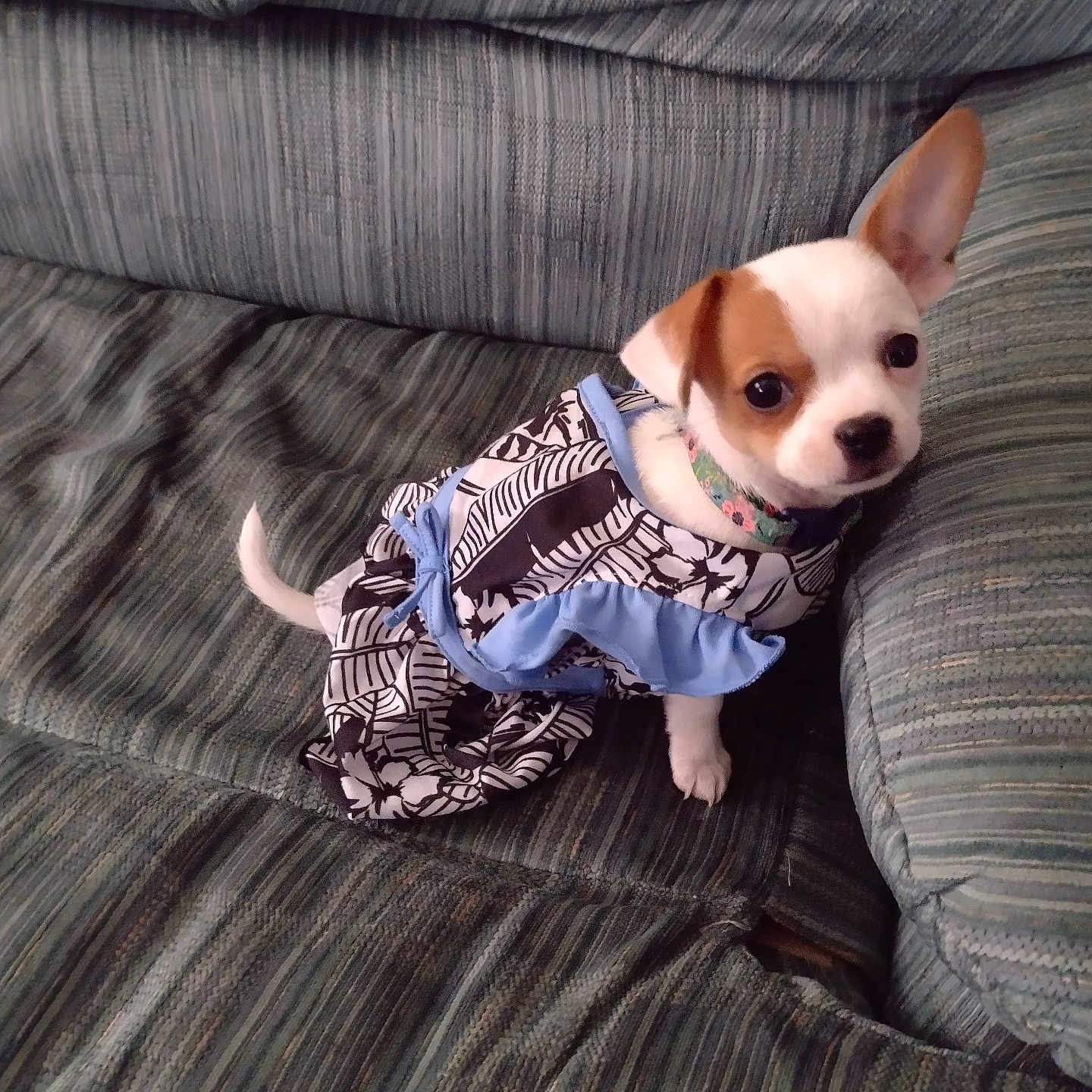 Qweenie joined the competition — help win amazing prizes! puppy, dog, small_dog, clothing, dress, couch, furniture, pet, cute, indoor, animal, young, sitting, looking_up, one_ear_up, textile, patterned_clothing, green_couch, adorable, companion