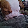 Qweenie is registered to the contest to win money with this photo: puppy, sleeping, close_up, dog, brown_and_white, fur, nose, paw, cozy, fabric, indoor, cute, animal, pet, resting, snuggled, soft, young, adorable, calm