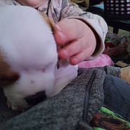 Qweenie is registered to the contest to win money with this photo: puppy, dog, child, hand, indoor, furniture, blanket, clothing, cozy, soft, cute, pet, animal, human, interaction, touch, close_up, blurred, warm, domestic