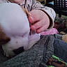 puppy, dog, child, hand, indoor, furniture, blanket, clothing, cozy, soft, cute, pet, animal, human, interaction, touch, close_up, blurred, warm, domestic