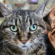 Emma is registered to the contest to win money with this photo: animal, blurred_background, cat, close_up, companion, cute, domestic_animal, ears, face, feline, fur, green_eyes, household, indoor, living_room, nose, pet, portrait, tabby, whiskers