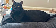 Binx joined the competition — help win amazing prizes! black_cat, cat, pet, indoor, cushion, yellow_eyes, feline, relaxed, lounging, soft_background, toy, home, animal, whiskers, fur, portrait, resting, domestic_cat, cozy, closeup
