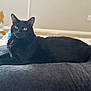 black_cat, cat, pet, indoor, cushion, yellow_eyes, feline, relaxed, lounging, soft_background, toy, home, animal, whiskers, fur, portrait, resting, domestic_cat, cozy, closeup