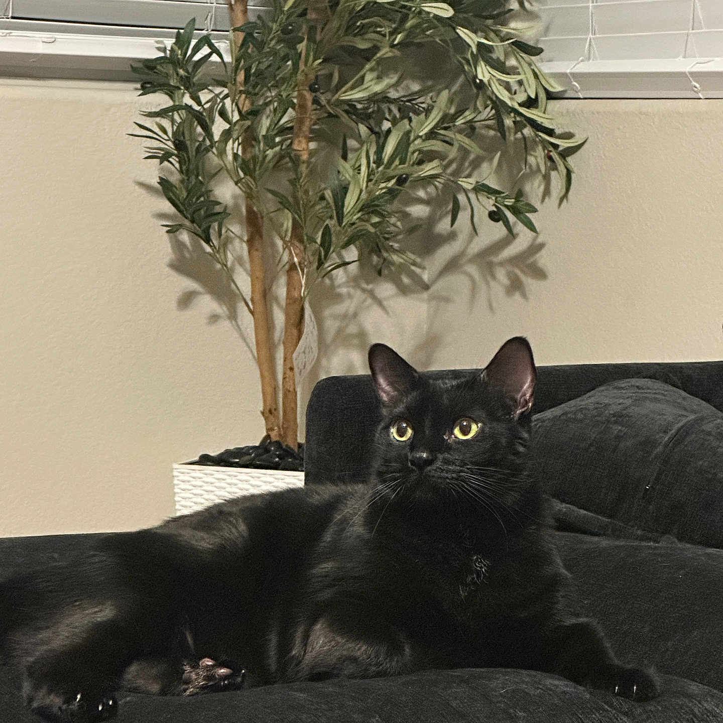 Binx