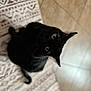 black_cat, cat, pet, animal, indoor, curious, looking_up, yellow_eyes, fur, whiskers, ears, tail, patterned_rug, floor, tile_floor, domestic_cat, feline, cute, soft_focus, cozy