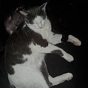 Gracie joined the competition — help win amazing prizes! cat, sleeping, black_and_white, fur, pet, animal, relaxing, cozy, whiskers, paw, indoor, resting, cute, mammal, domestic, feline, quiet, peaceful, soft, closeup