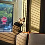 cat, gray_cat, window, chair, sunlight, shadow, striped_shadows, interior, furniture, stop_sign, blurred_background, perched, pet, domestic_animal, indoor, daylight, wood, cushioned_chair, relaxing, calm
