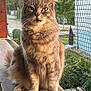 animal, balcony, cat, closeup, domestic_cat, ears, eyes, feline, fluffy, fur, greenery, mesh_fence, nature, outdoor, peaceful, pets, portrait, sitting, sunlight, whiskers
