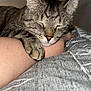 Smoky a rejoint le concours — aidez-le/la à gagner de superbes lots ! animal, arm, blanket, cat, closeup, comfort, cozy, friendship, fur, human, indoor, nap, pattern, paw, peaceful, pet, relaxation, resting, sleeping, tabby