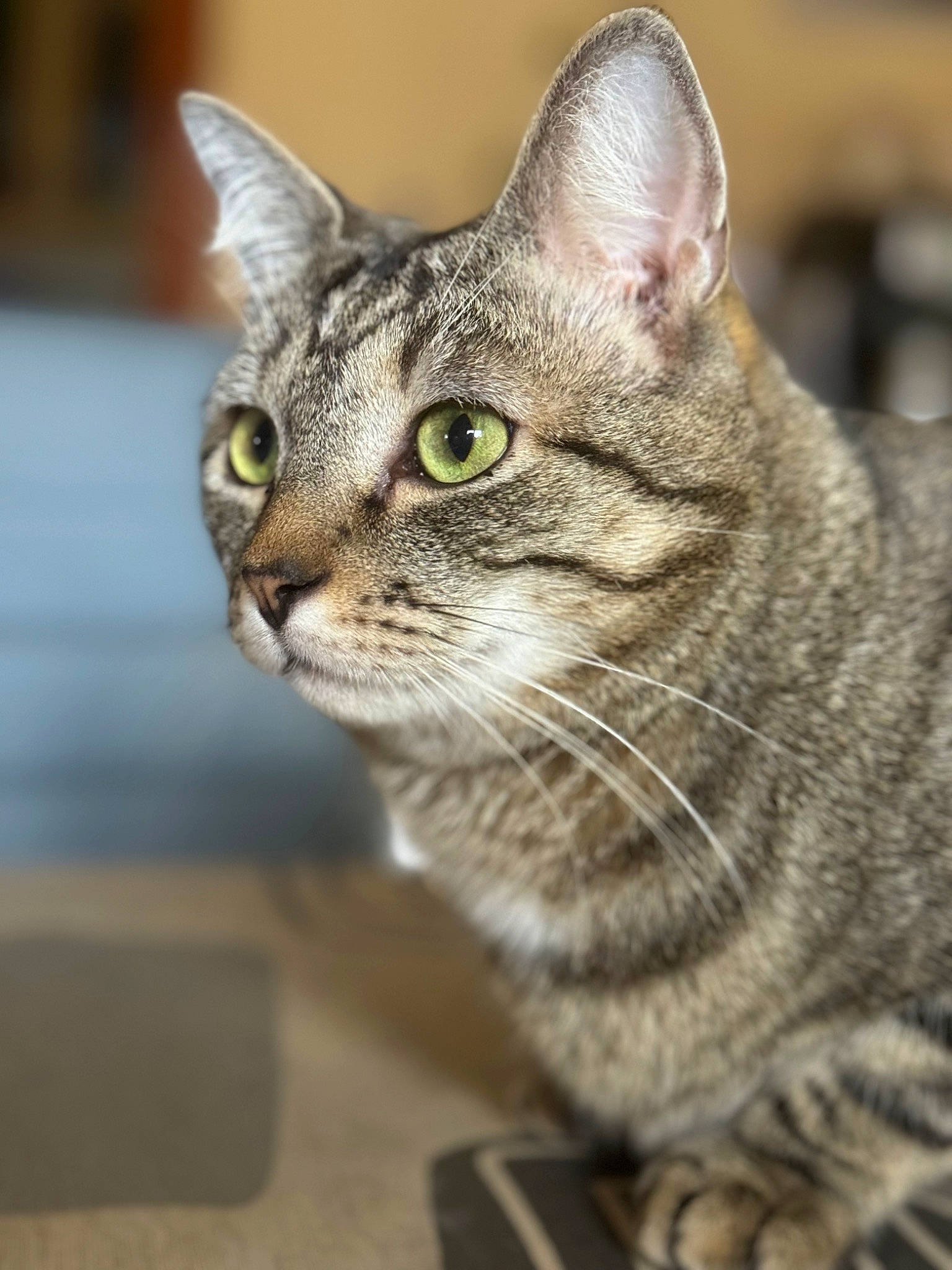 Smoky a rejoint le concours — aidez-le/la à gagner de superbes lots ! carnivore, cat, domestic_short_haired_cat, felidae, fur, grass, small_to_medium_sized_cats, snout, terrestrial_animal, whiskers, wildlife, window