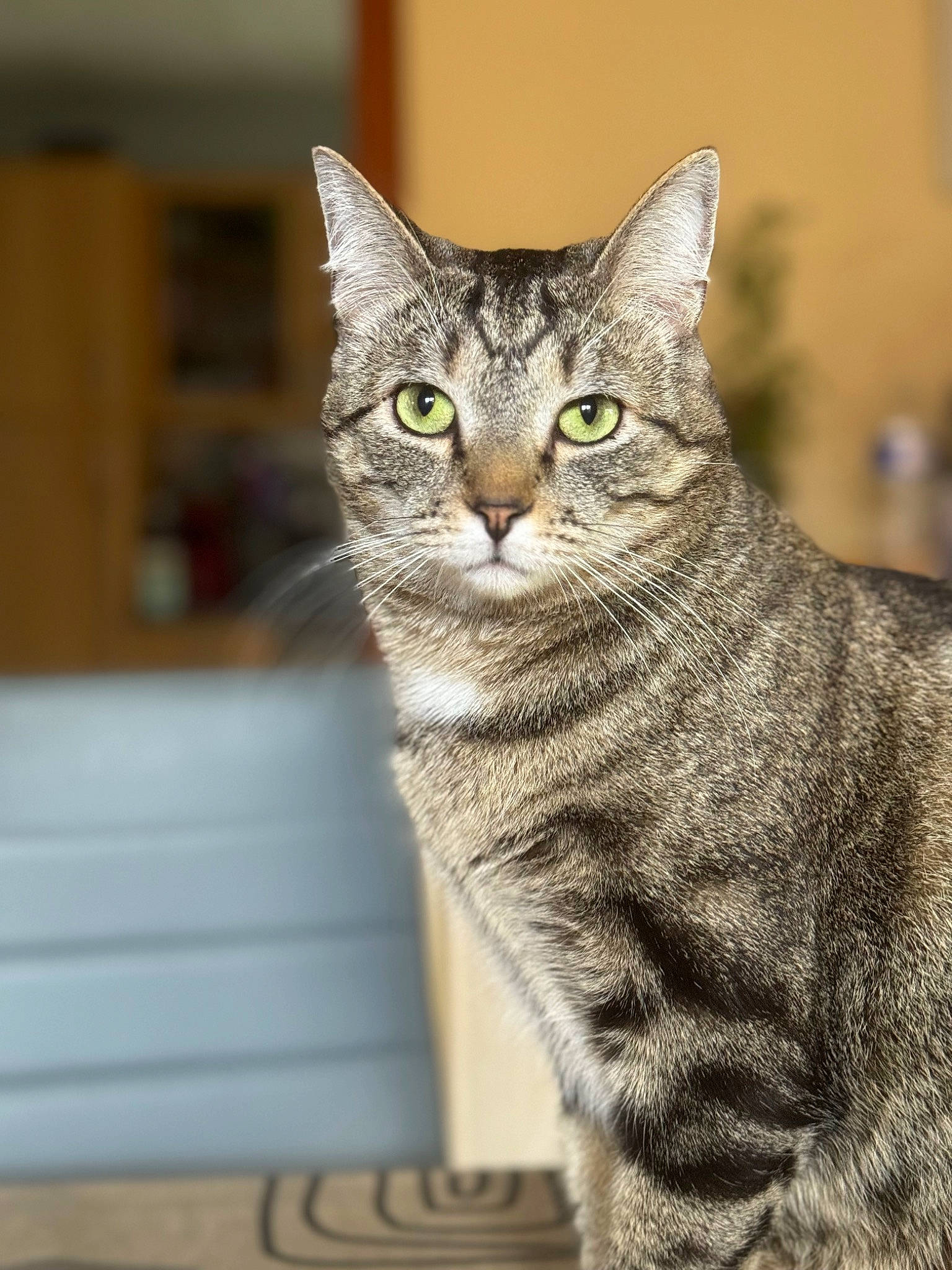 Smoky participe au concours pour gagner de l'argent avec cette photo : carnivore, cat, domestic_short_haired_cat, felidae, fur, small_to_medium_sized_cats, snout, tail, terrestrial_animal, whiskers, wildlife, window