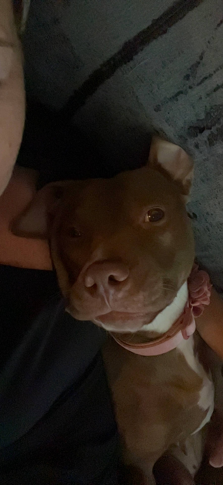 Stormie is registered to the contest to win money with this photo: canidae, carnivore, chest, dog, dog_breed, ear, fashion_accessory, fawn, flesh, gesture, jaw, non_sporting_group, selfie, sporting_group, terrestrial_animal, whiskers